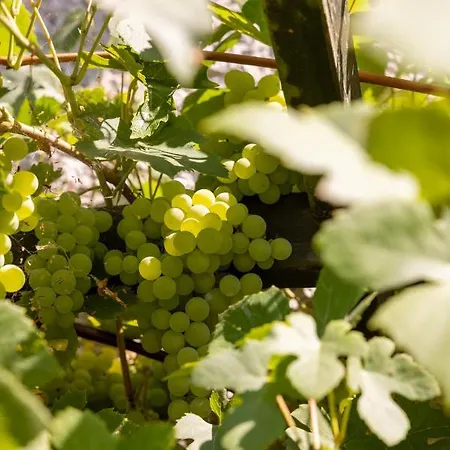 Caloroczny Jaskowa 30 Dom 4 Leleszki